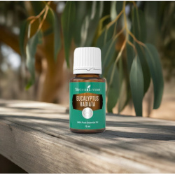 Eukalyptus Radiata- ätherisches Öl von Young Living