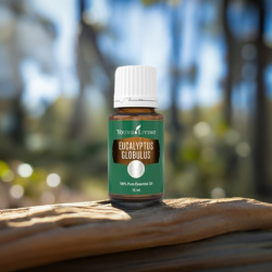 Ätherisches Öl Eukalyptus Globulus, 100 % naturrein in Braunglasflasche mit Tropfer, Naturaufnahme Eukalyptuswald im Hintergrund
