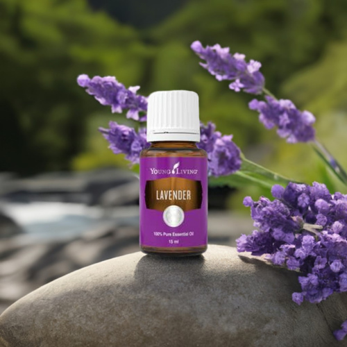 Lavendel- ätherisches Öl von Young Living Lavendel- ätherisches Öl von Young Living