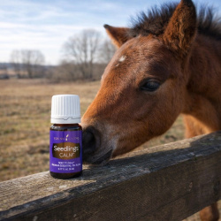 Ätherisches Öl Seedlings Calm™ von Young Living, in 5ml Braunglasfalsche mit Etikett, mit Tropfer, dargestellt in der Natur