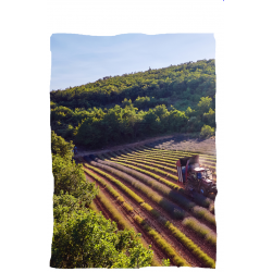 Lavendelernte auf der Young Living Farm