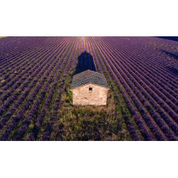 Lavendelfeld Südfrankreich