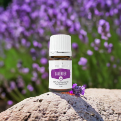 Ätherisches Öl Lavendel Plus, 100 % naturrein in 5ml Braunglasflasche mit Tropfer, auf Naturstein mit blühendem Lavendel